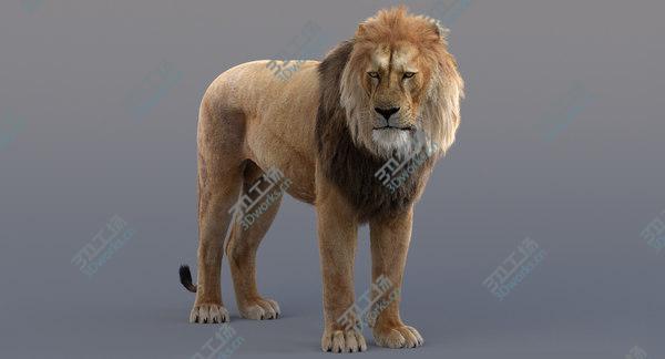 images/goods_img/20210312/3D model Lion Rigged/5.jpg